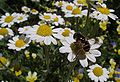 Filzige Hundskamille (Anthemis tomentosa)