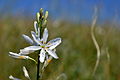 Traubige Graslilie (Anthericum liliago)