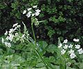 Wiesen-Kerbel (Anthriscus sylvestris)