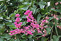 Korallenranke (Antigonon leptopus)