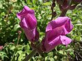 Large Snapdragon (Antirrhinum australe)