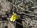 Yellow twining snapdragon (Antirrhinum filipes)