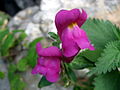 Großes Löwenmaul (Antirrhinum majus)