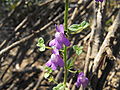 Nuttall's snapdragon (Antirrhinum nuttallianum)