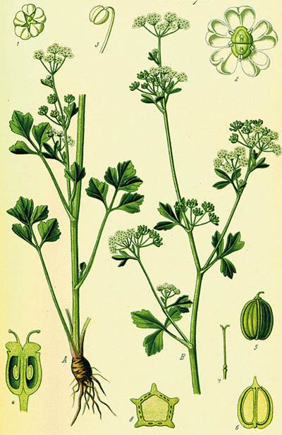 Echter Sellerie (Apium graveolens)