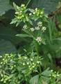 Knollensellerie (Apium graveolens var. rapaceum)