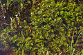 Flutender Sellerie (Apium inundatum)