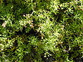 Feinblättriger Sellerie (Apium leptophyllum)