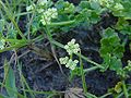 Sea celery (Apium prostratum)