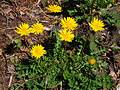 Hainsalat (Aposeris foetida)