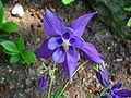 Alpen-Akelei (Aquilegia alpina)