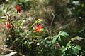 Crimson columbine (Aquilegia formosa)