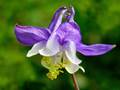 Drüsige Akelei (Aquilegia glandulosa)