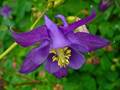 Gemeine Akelei (Aquilegia vulgaris)