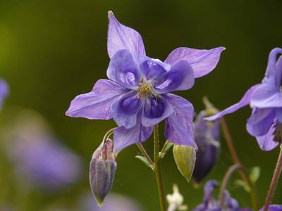 Gemeine Akelei (Aquilegia vulgaris)