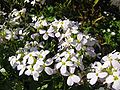 Alpen-Gänsekresse (Arabis alpina)