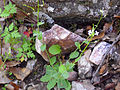 Öhrchen-Gänsekresse (Arabis auriculata)