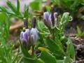 Blau-Gänsekresse (Arabis caerulea)