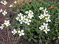 Kaukasische Gänsekresse (Arabis caucasica)