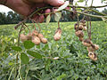 Erdnuss (Arachis hypogaea)