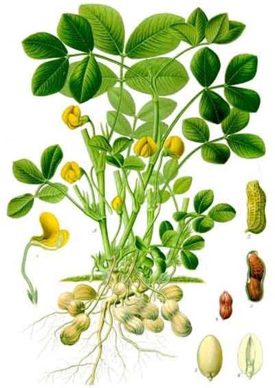 Erdnuss (Arachis hypogaea)