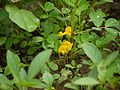 Erdnuss (Arachis hypogaea), Pflanze mit Blüte