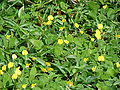 Amendoim-forrageiro (Arachis pintoi)