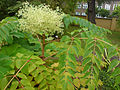 Japanische Aralie (Aralia elata)