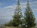 Zimmertanne (Araucaria heterophylla)