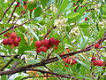 Westlicher Erdbeerbaum (Arbutus unedo)