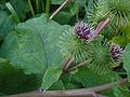 Große Klette (Arctium lappa)