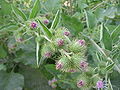 Kleine Klette (Arctium minus)