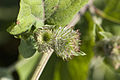 Hain-Klette (Arctium nemorosum)