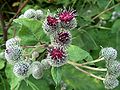 Filz-Klette (Arctium tomentosum)