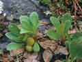 Alpen-Bärentraube (Arctostaphylos alpina)