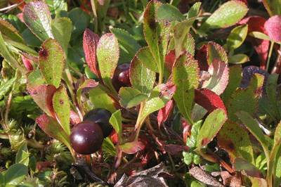 Alpen-Bärentraube (Arctostaphylos alpina)