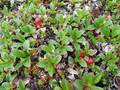 Alpen-Bärentraube (Arctostaphylos alpinus)