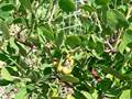 Manzanita (Arctostaphylos manzanita)