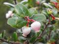 Pygmy manzanita (Arctostaphylos mendocinoensis)