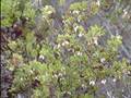 Ione manzanita (Arctostaphylos myrtifolia)