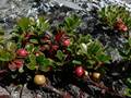 Echte Bärentraube (Arctostaphylos uva-ursi)