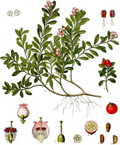 Echte Bärentraube (Arctostaphylos uva-ursi)