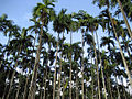 Betelpalme (Areca catechu)