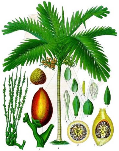 Betelpalme (Areca catechu)