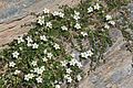 Zweiblütiges Sandkraut (Arenaria biflora)