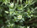 Dünnstängeliges Sandkraut (Arenaria leptoclados)