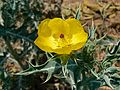 Mexikanischer Stachelmohn (Argemone mexicana)