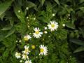 Argyranthemum broussonetii