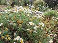 Margarita gomera amarilla (Argyranthemum callichrysum)