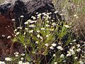 Argyranthemum gracile